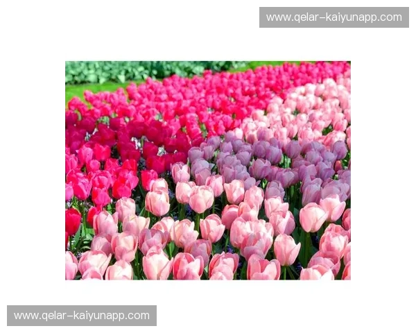 峡湾的女儿与郁金香的国度：挪威女与比利时男，一场跨越国界的魅力碰撞